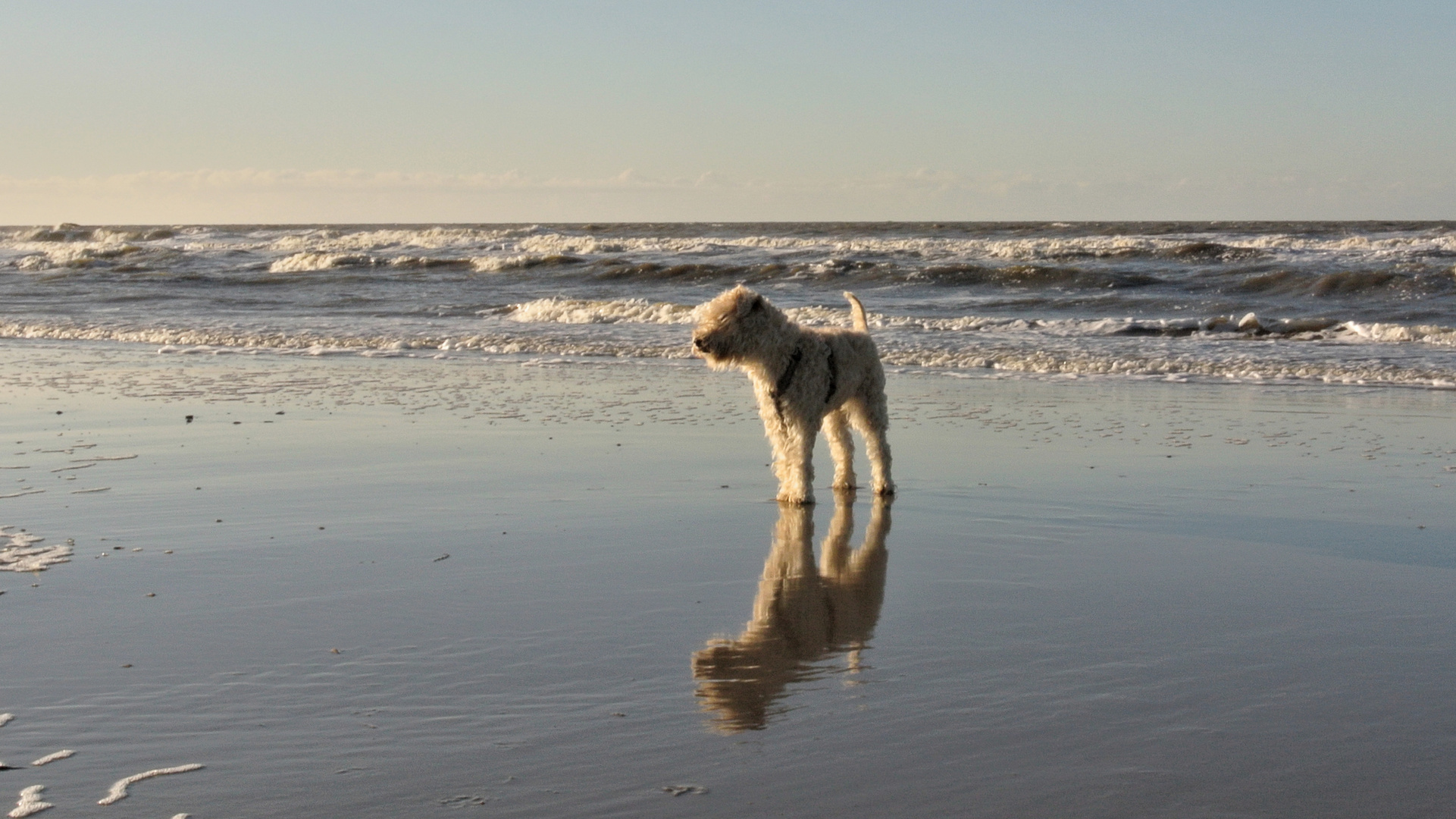 happy dog