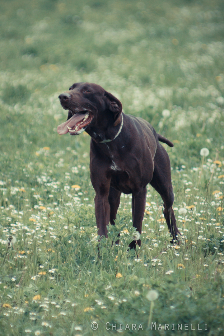 Happy Dog