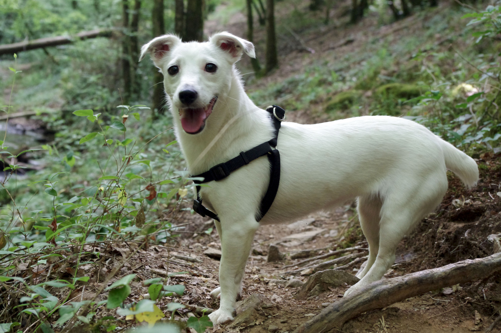 Happy dog I suppose