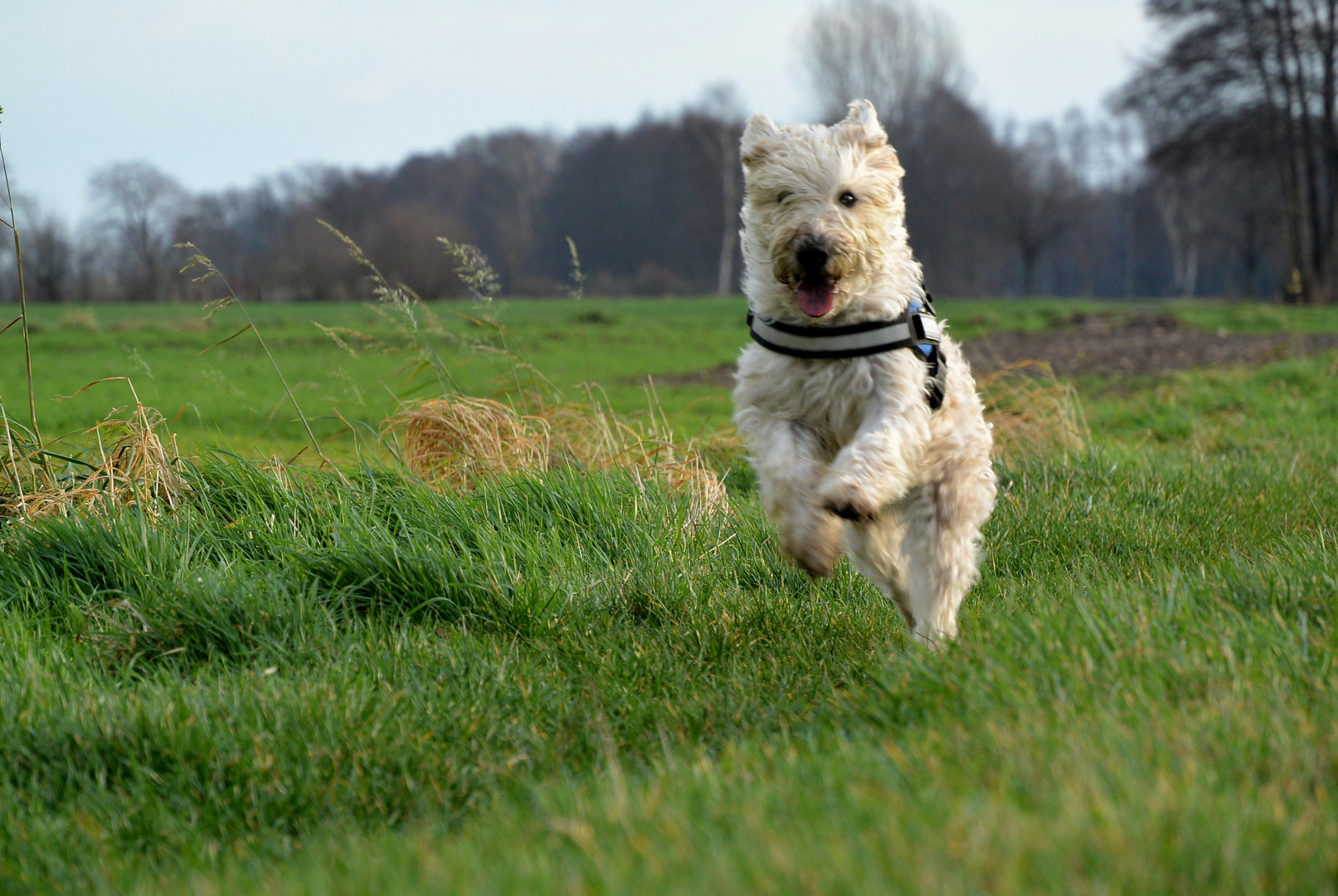 happy dog ;o)