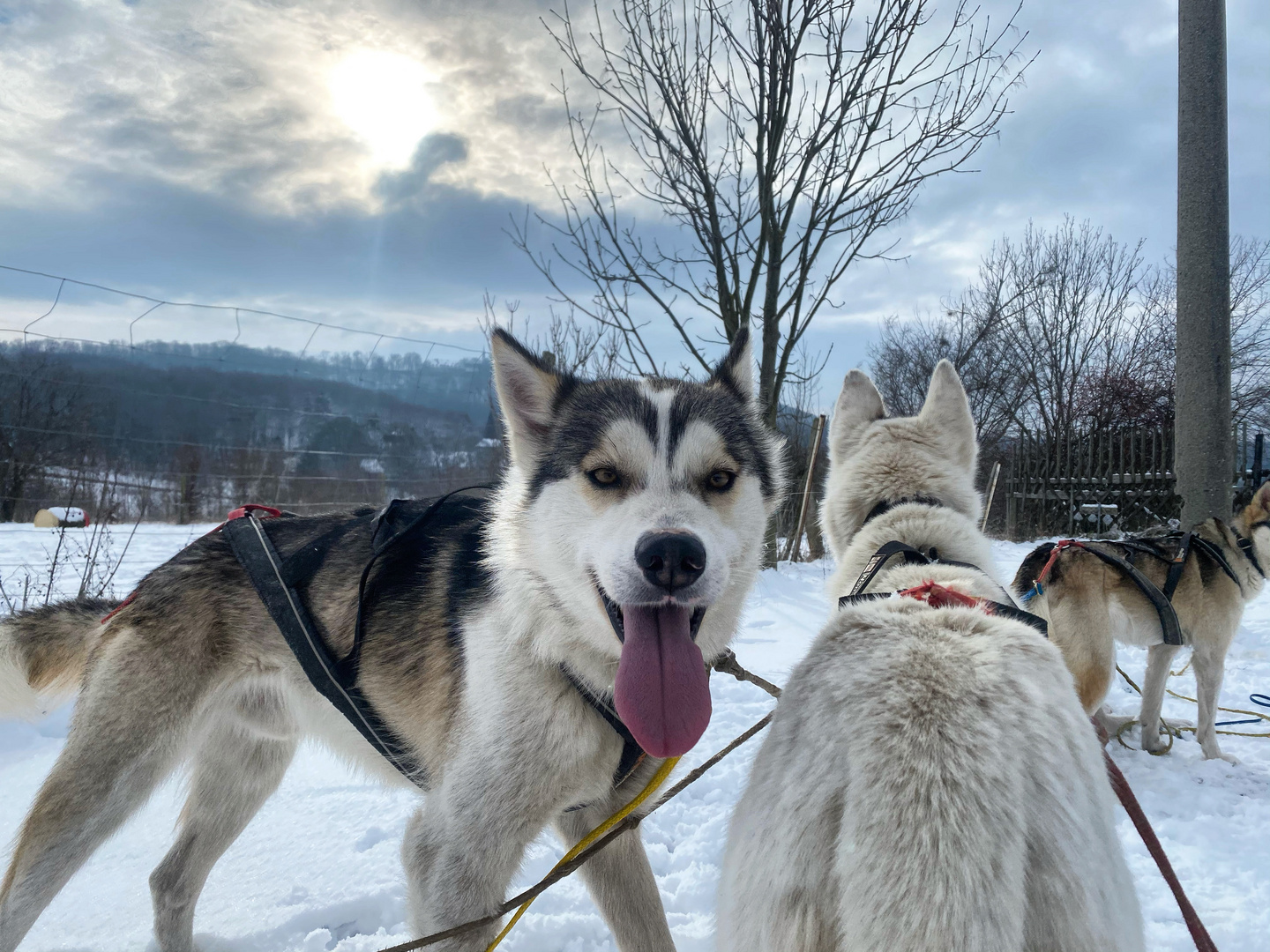 Happy Dogs