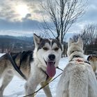 Happy Dogs