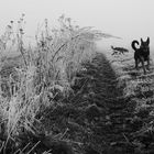 happy Dogs