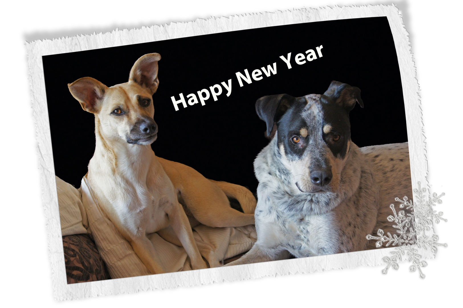 Happy Dogs wish Happy New Year