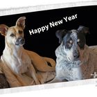 Happy Dogs wish Happy New Year