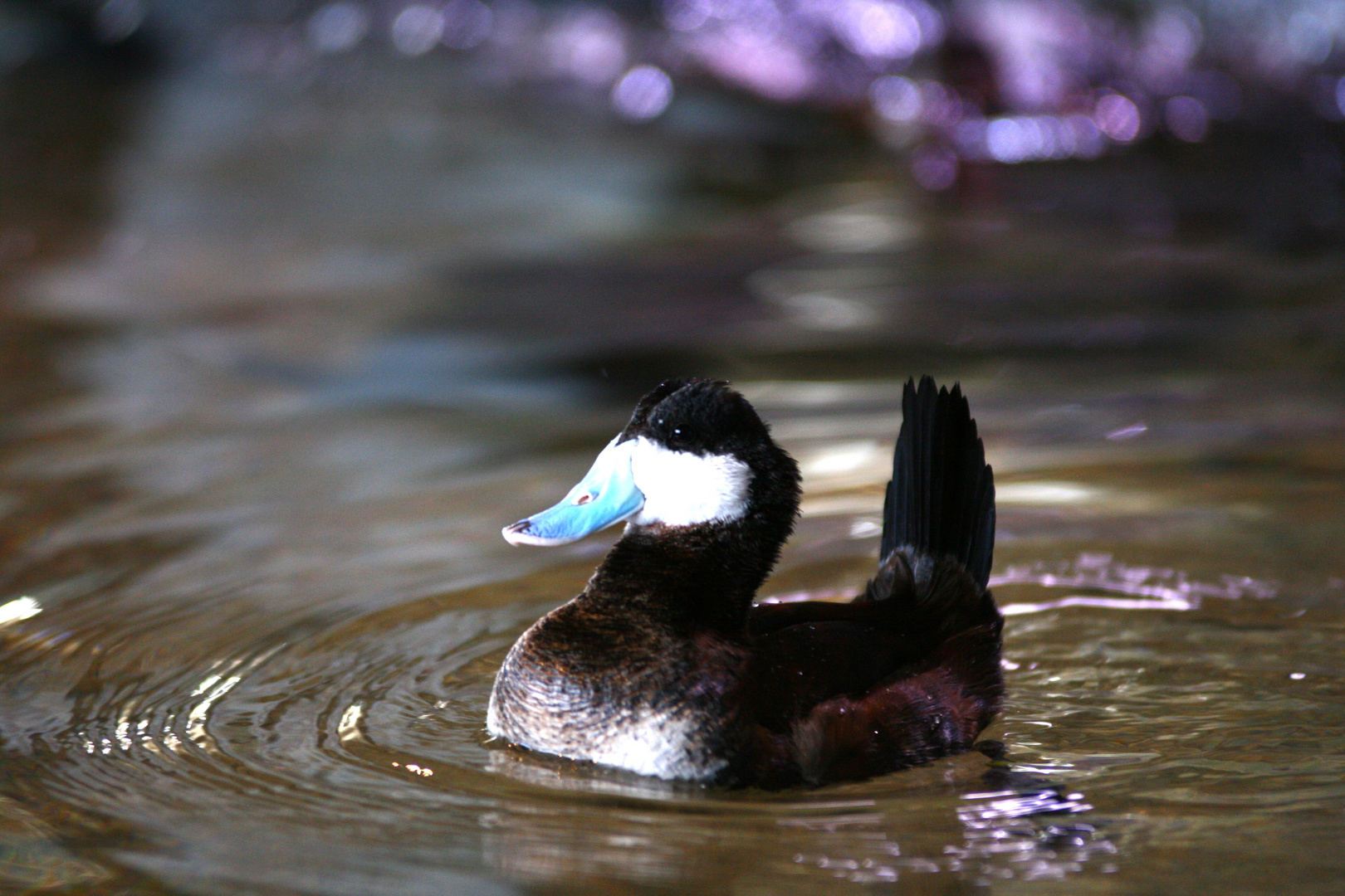 Happy Duck 2