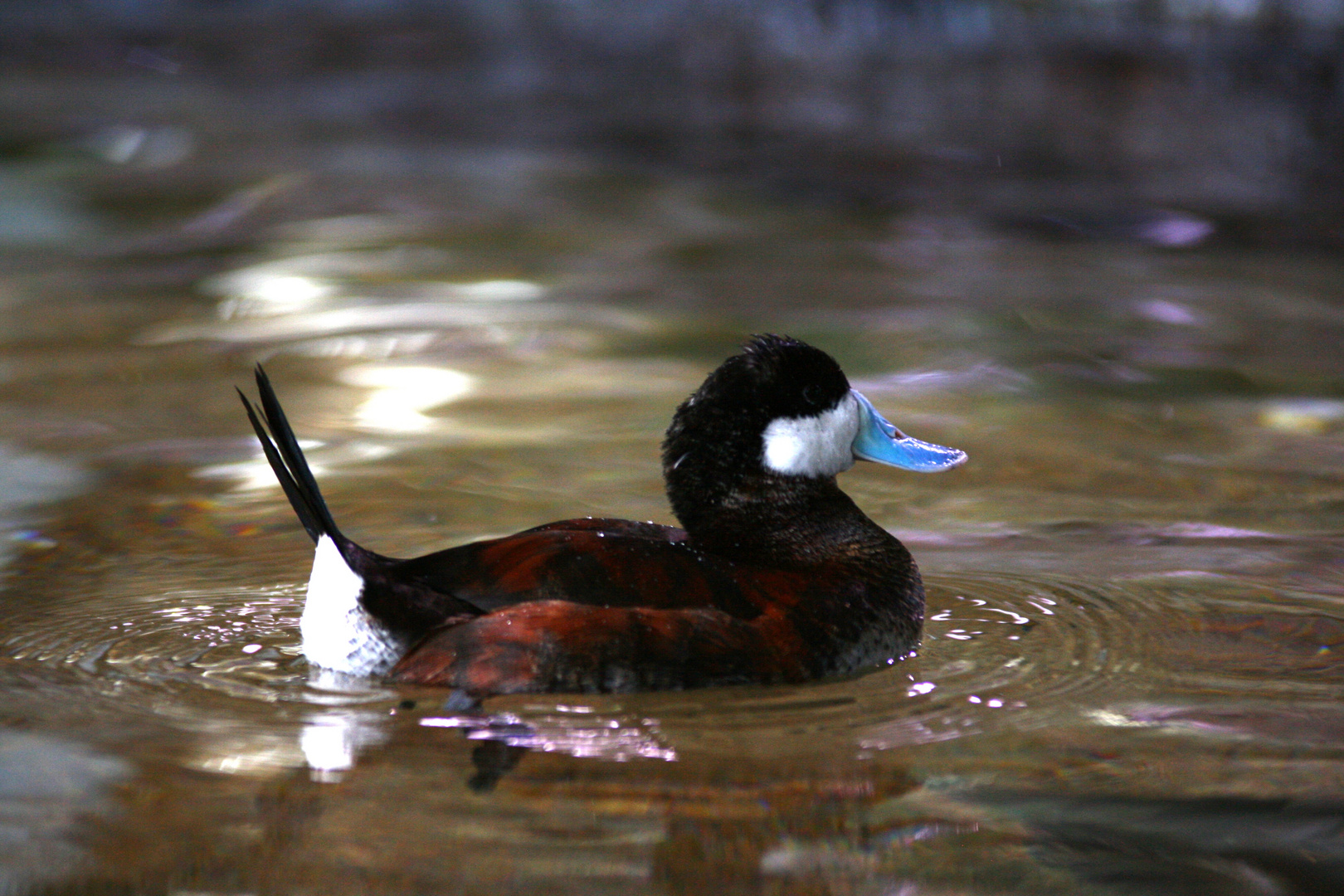 Happy duck