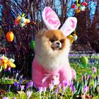 Happy Easter!