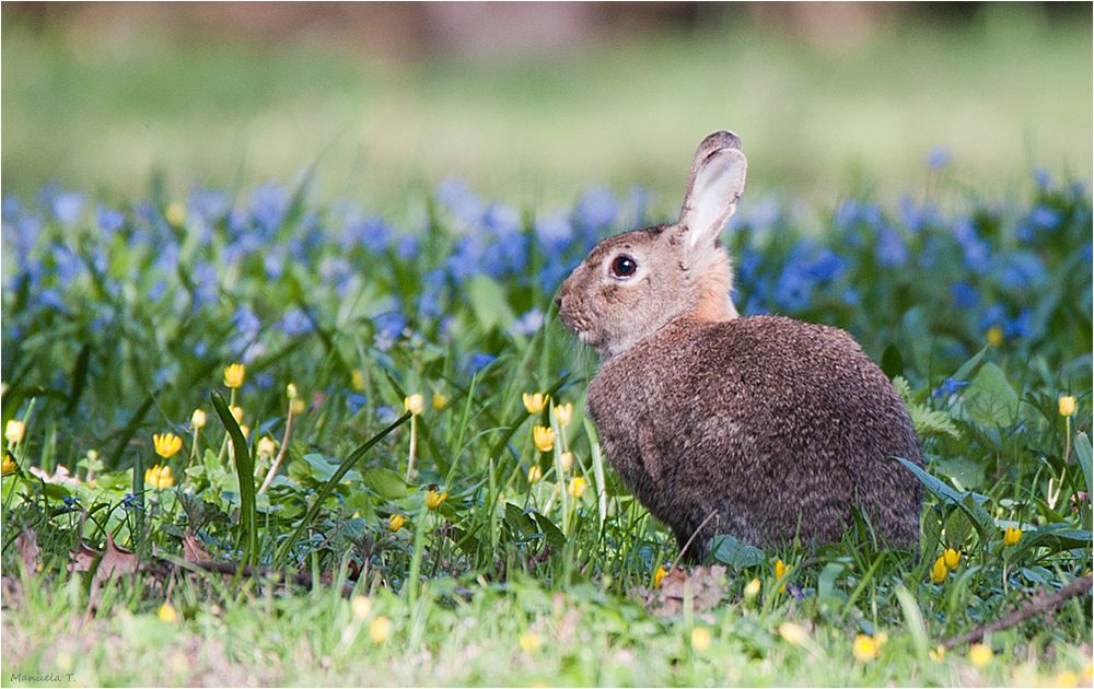 Happy Easter photo & image | nature, animals, wildlife ...