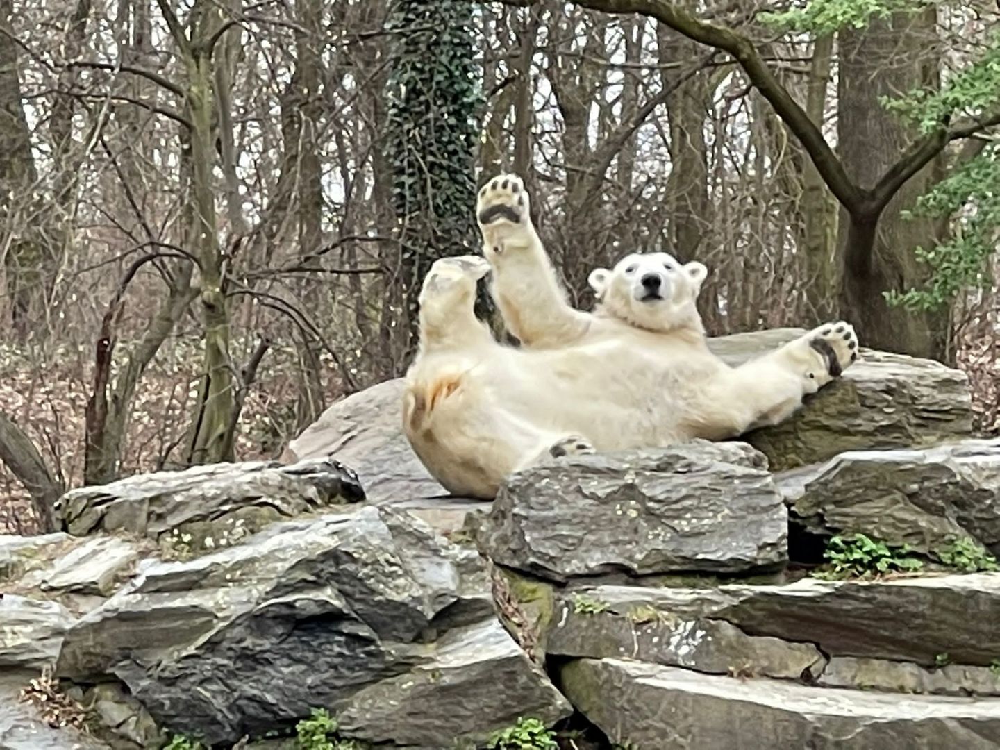 Happy Eisbär