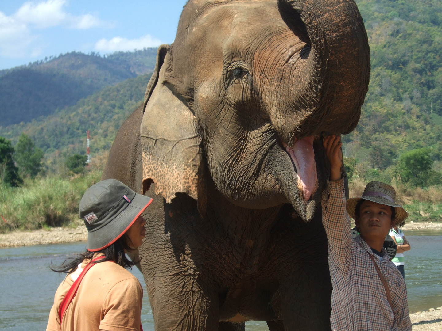 Happy Elephant