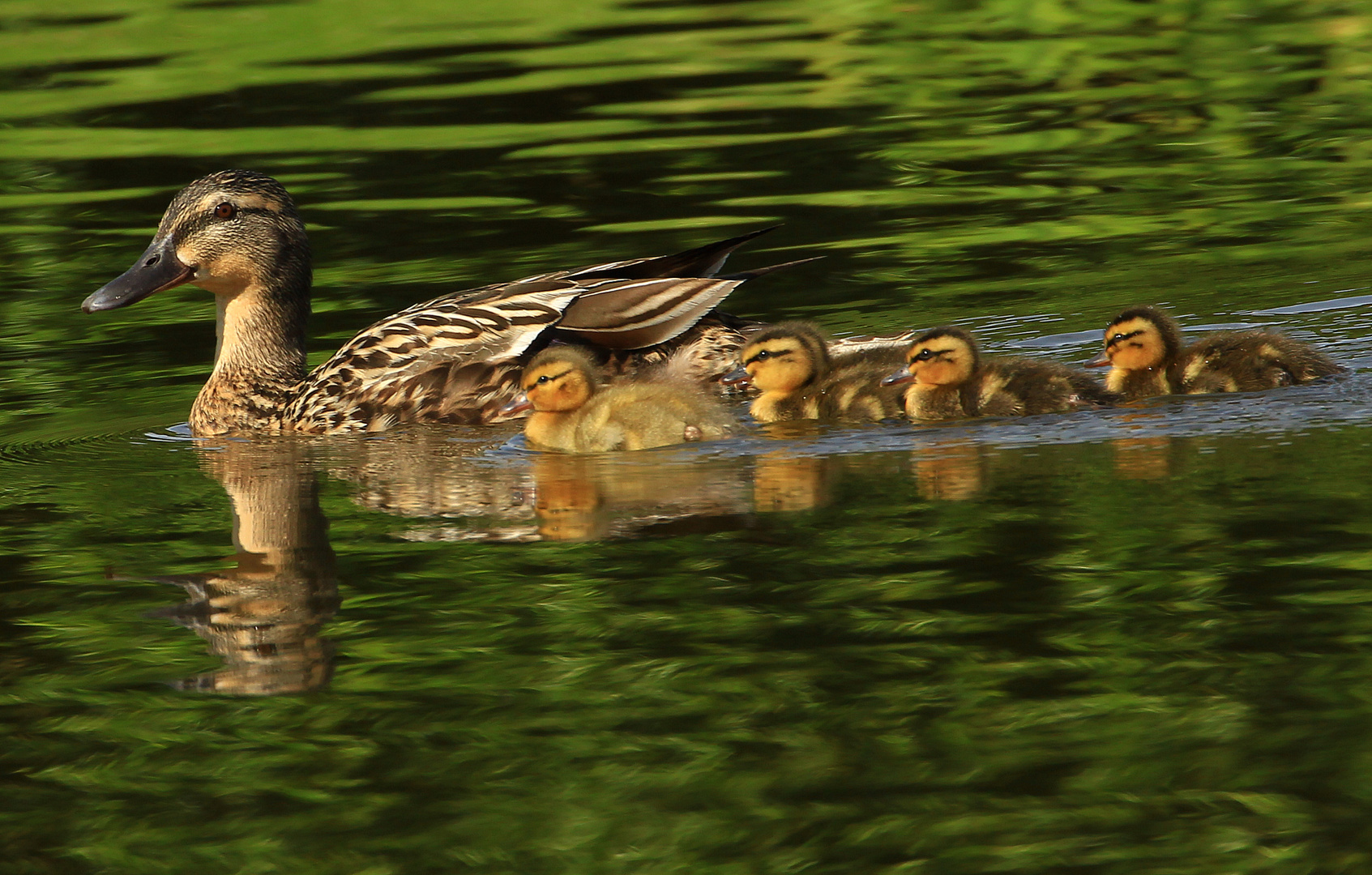 Happy Families.