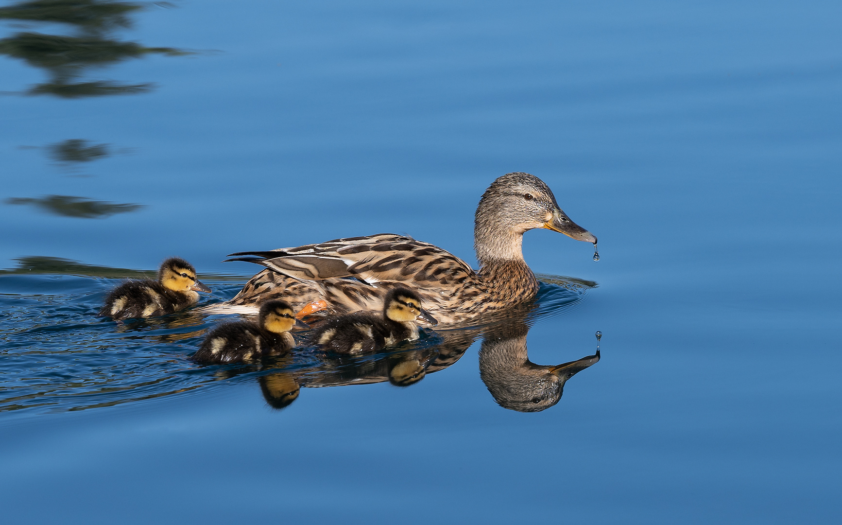 Happy Family