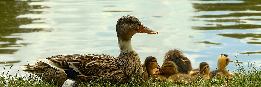 Happy Family