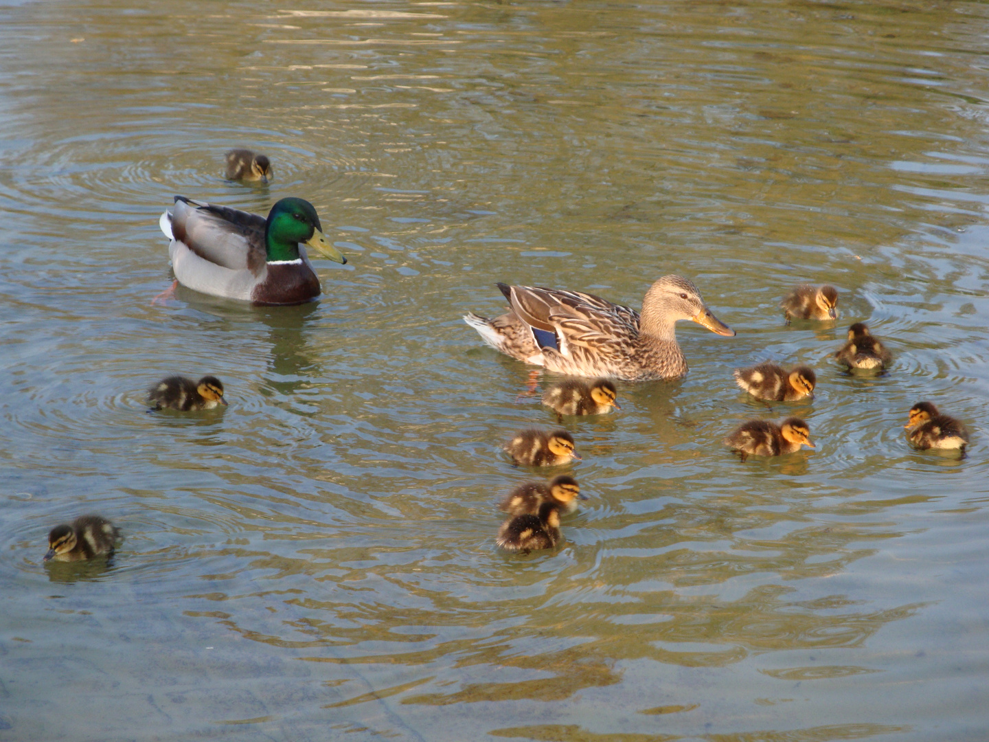 "happy family"