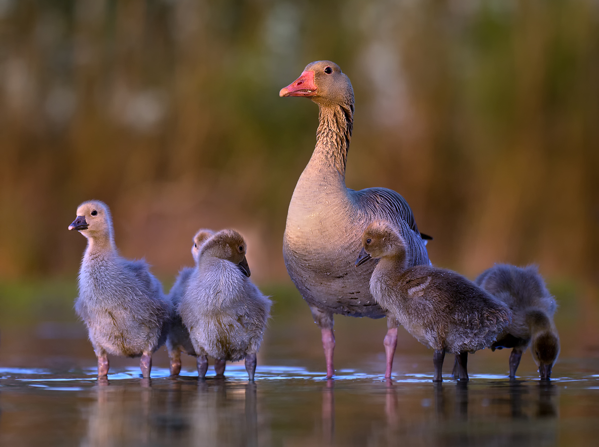 Happy Family