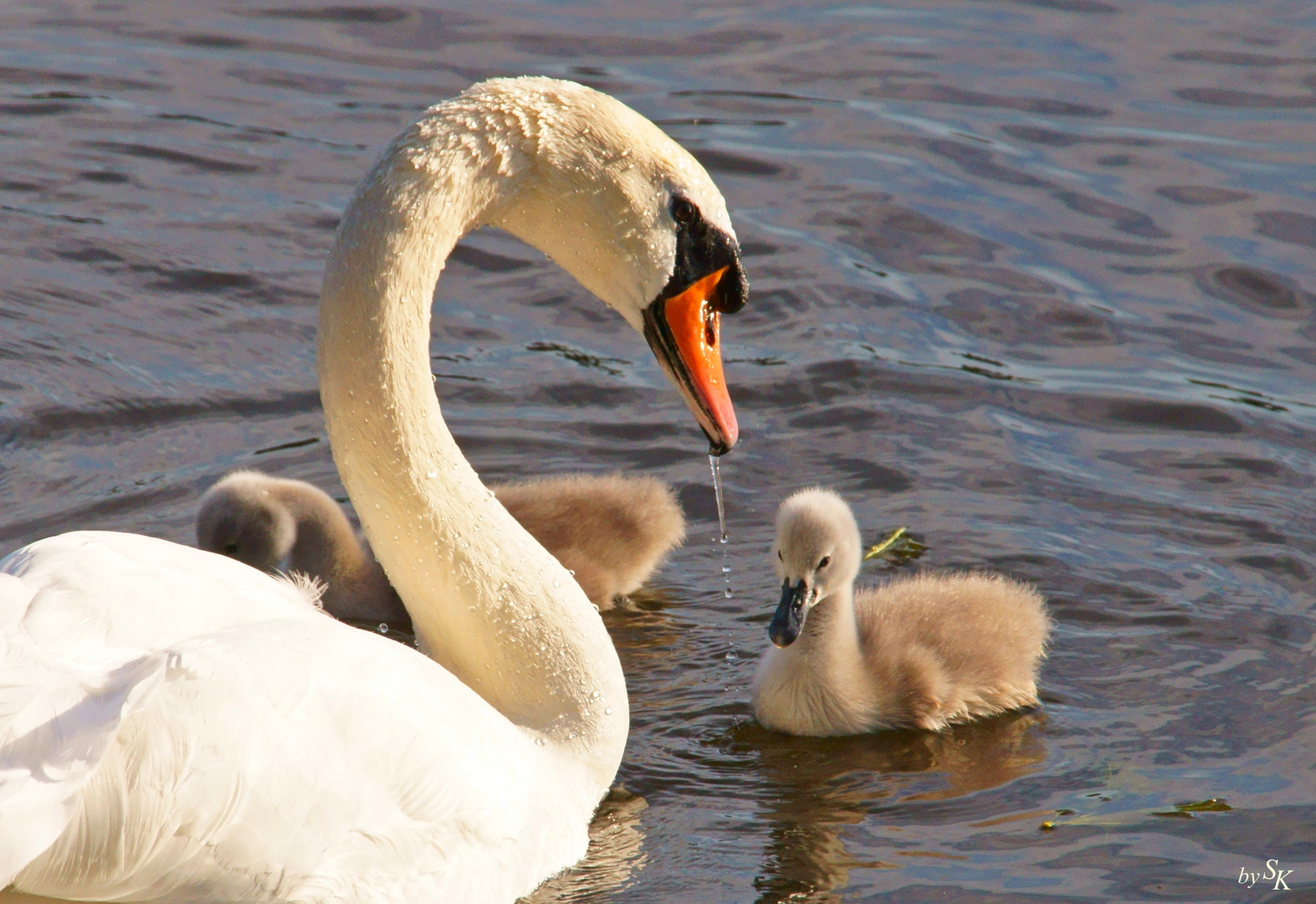 Happy Family