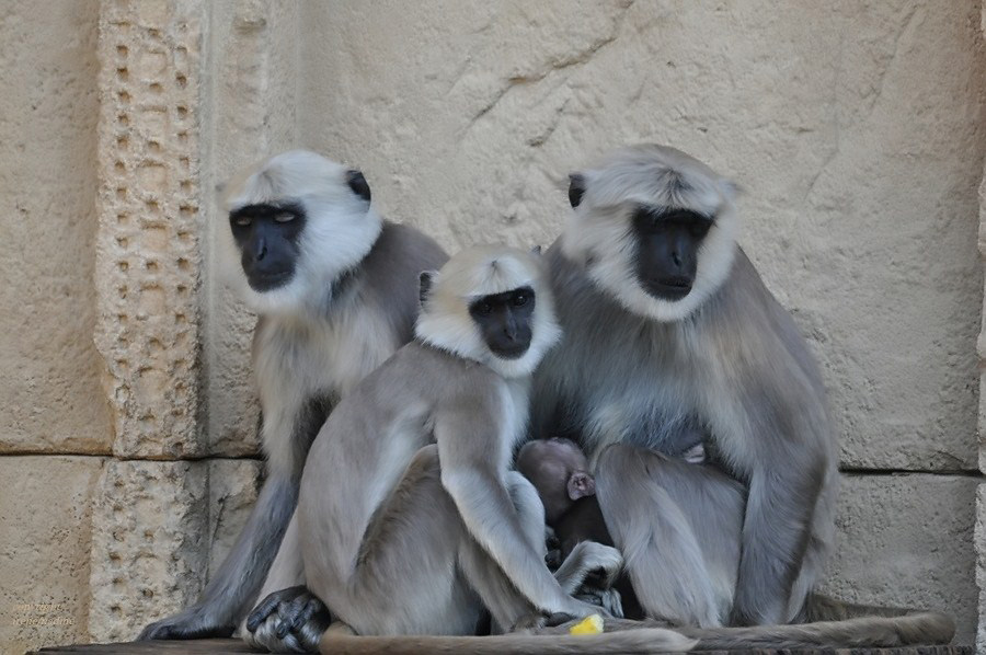 Happy Family :-)