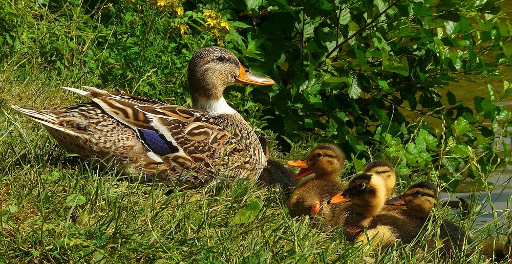 Happy Family