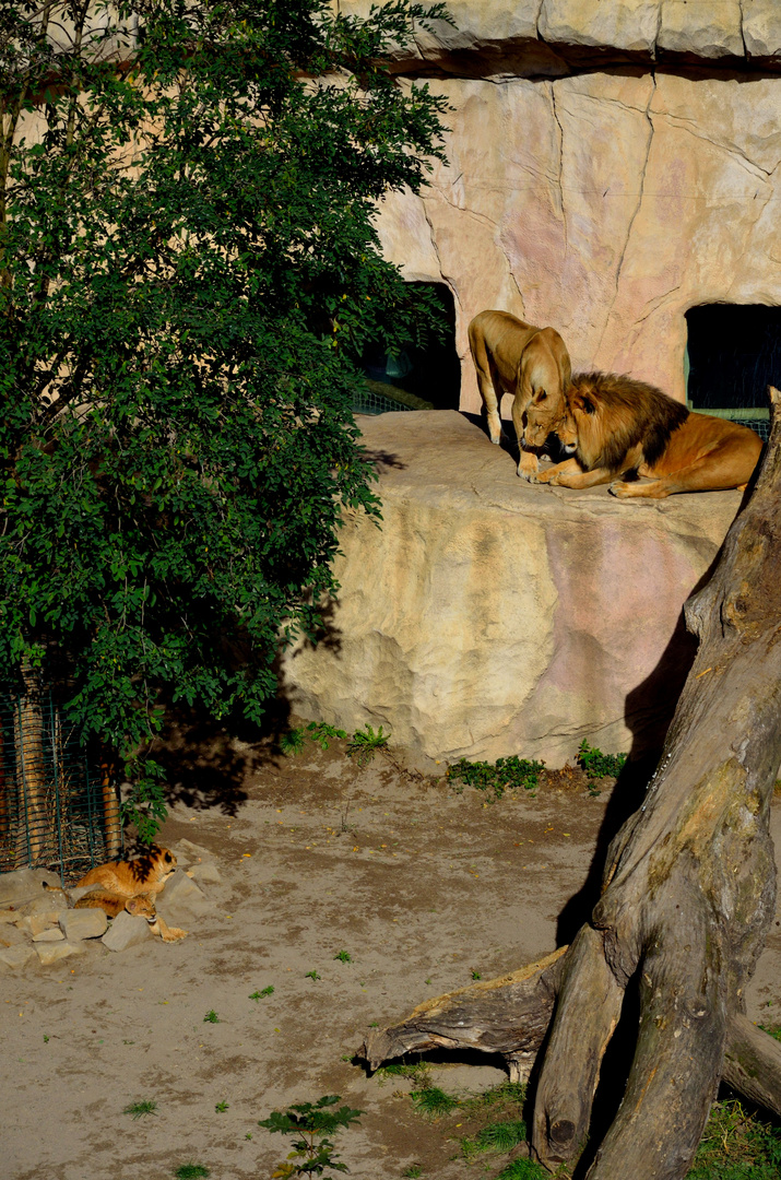 Happy Family im Zoo Dresden