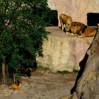 Happy Family im Zoo Dresden