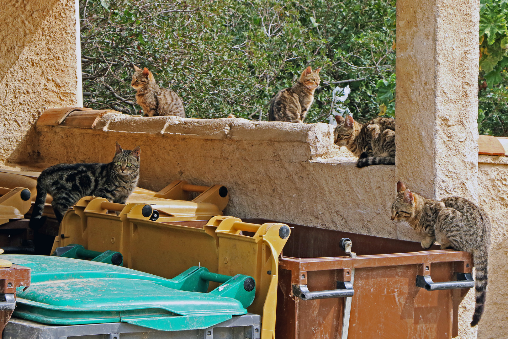 Happy Family oder Katzenjammer?