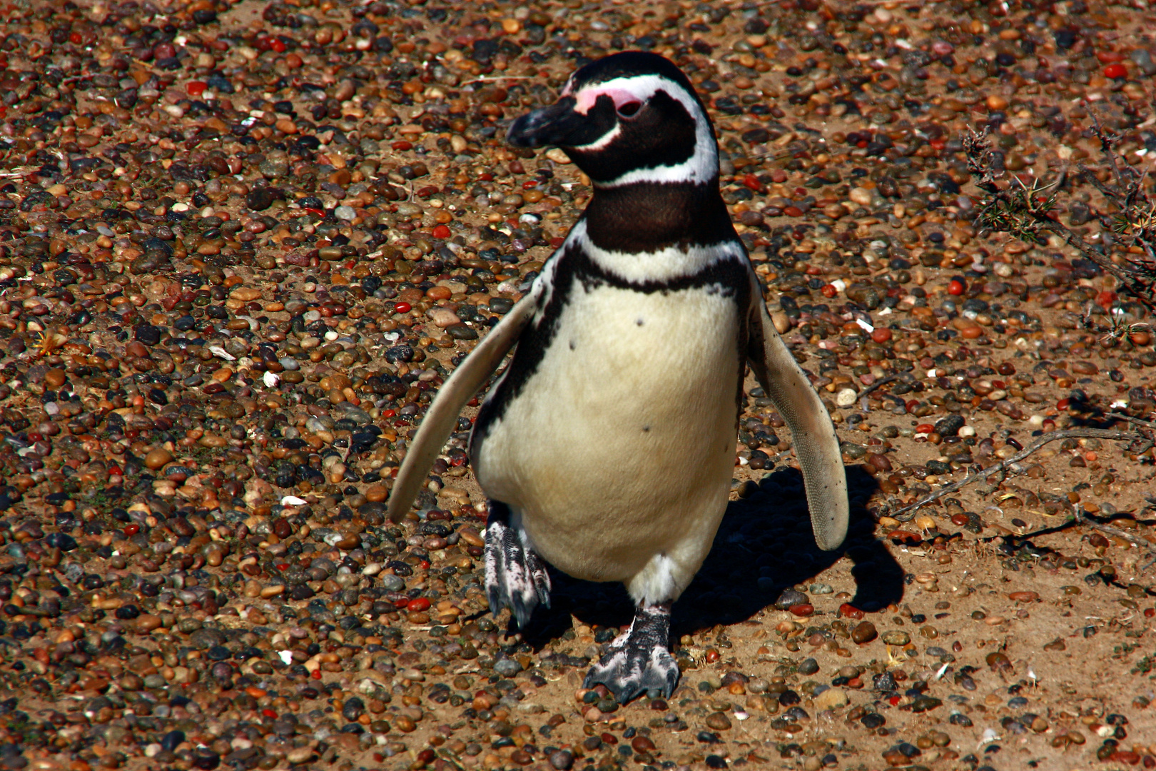 Happy Feet - the Magellanic Penguin