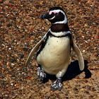 Happy Feet - the Magellanic Penguin