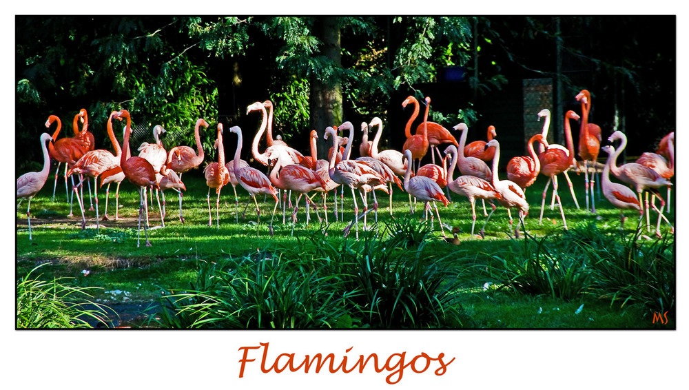 Happy Flamingos