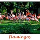 Happy Flamingos