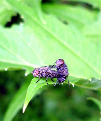 happy flies