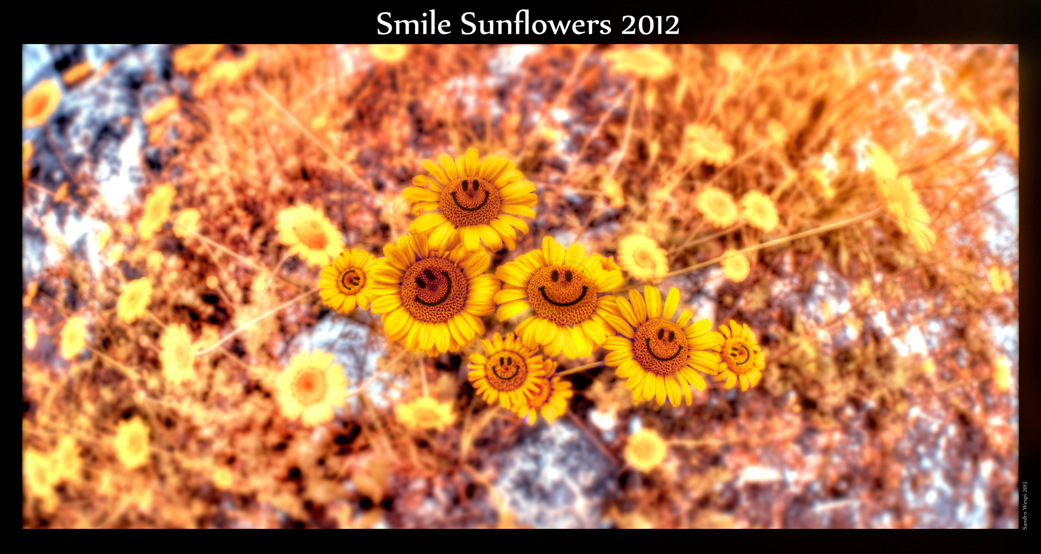 Happy Flowers 2012
