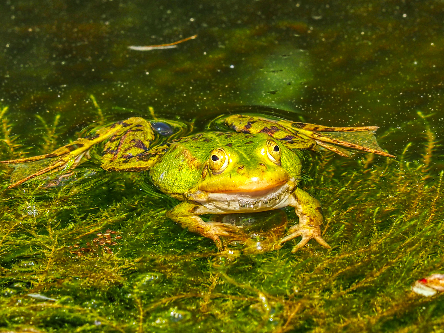 Happy frog