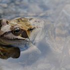 Happy Frog