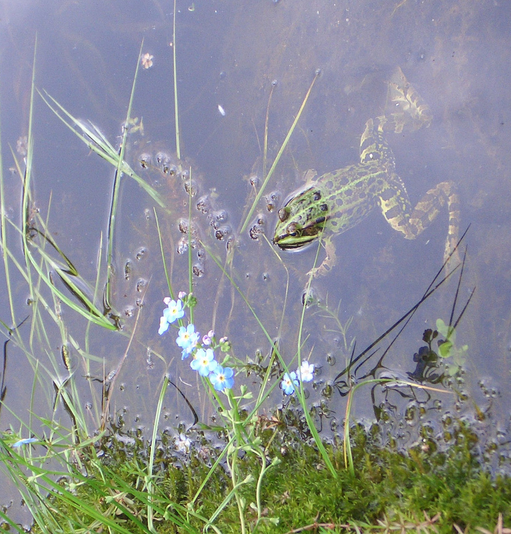 happy frog