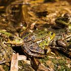 Happy frogs in springtime