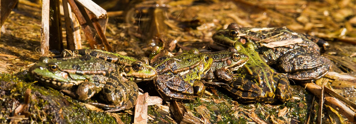 Happy frogs in springtime