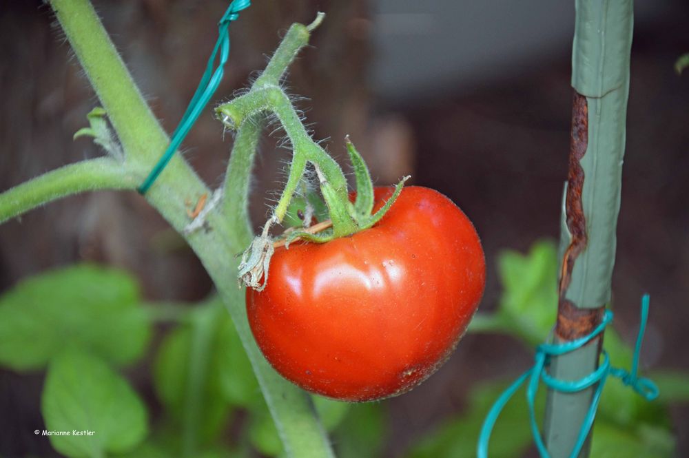 Happy Gardening - 2 -