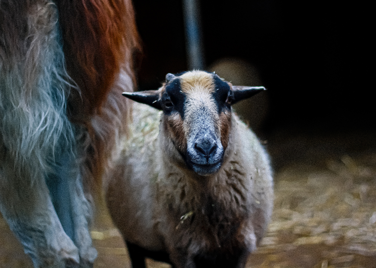 Happy Goat