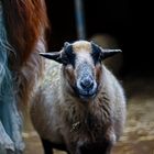 Happy Goat