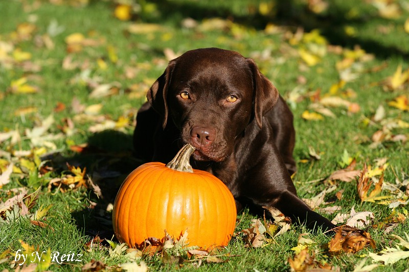 Happy Halloween!