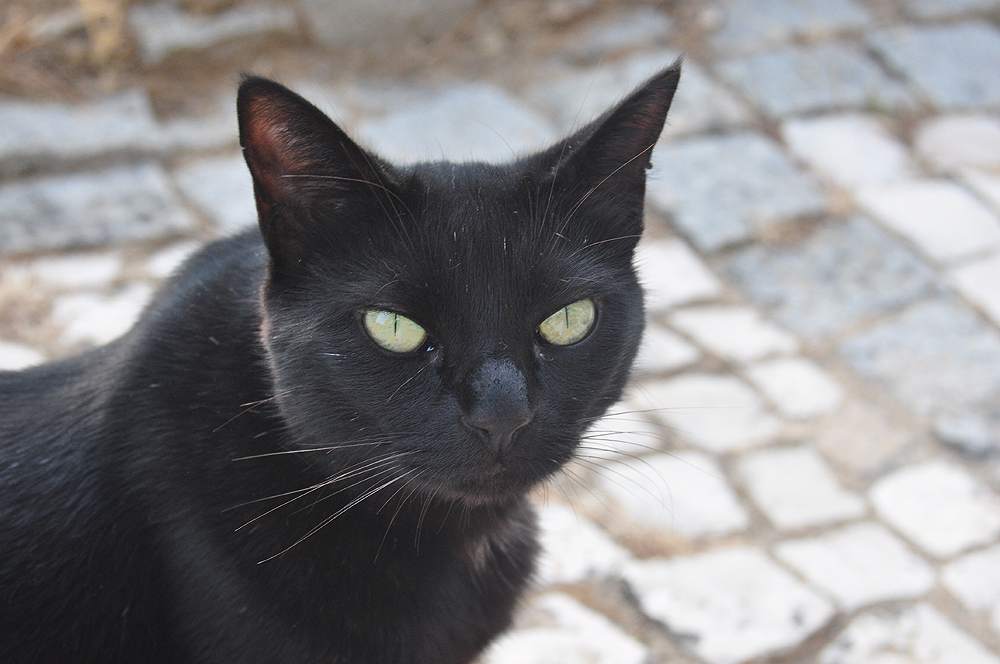 Happy Halloween Foto & Bild | tiere, natur, katzen Bilder auf fotocommunity