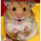 *Happy Hamster*