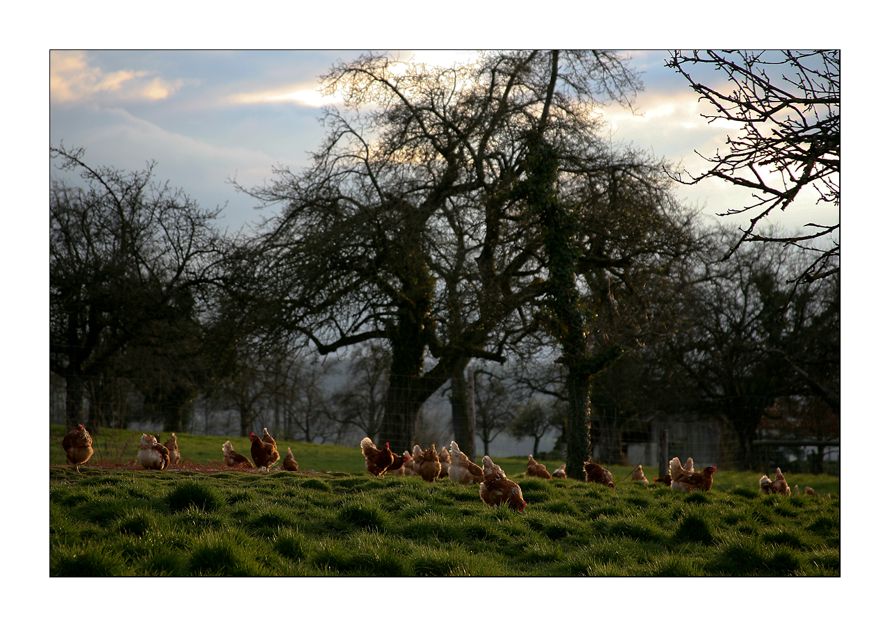 happy hens