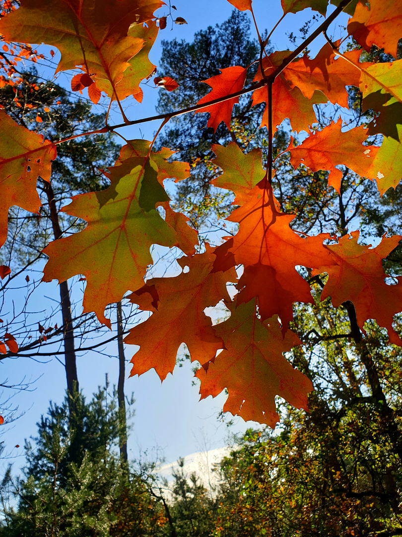 Happy Herbst 1