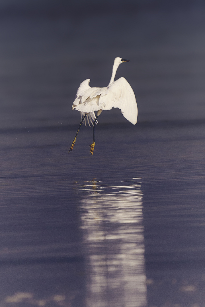 Happy Heron 