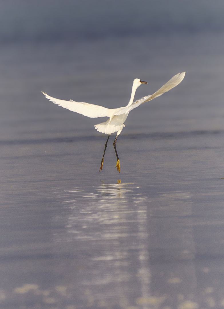 Happy Heron 