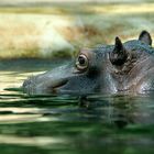 happy hippo?!!