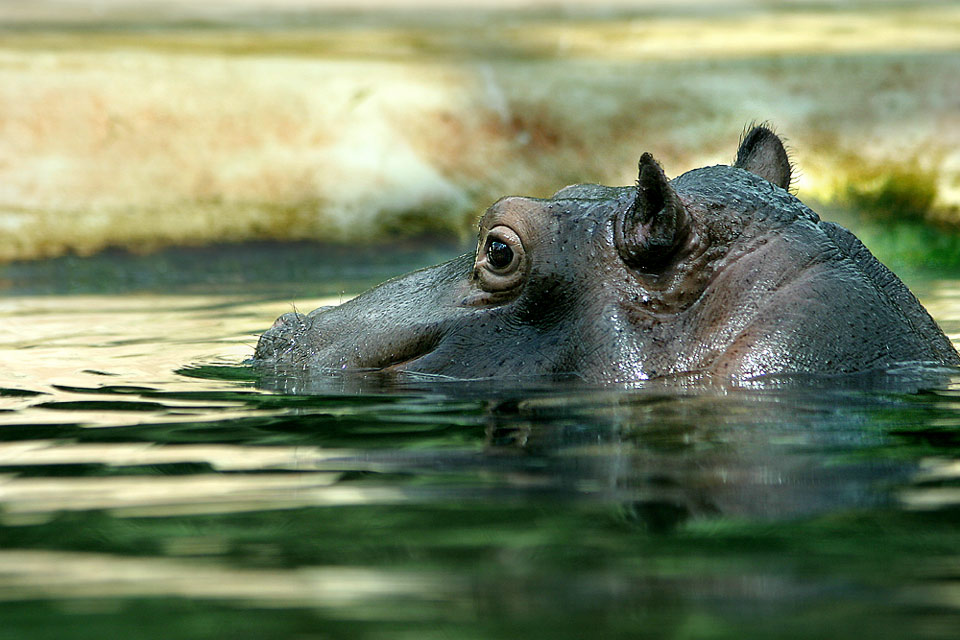 happy hippo?!! Foto & Bild | tiere, zoo, wildpark & falknerei ...