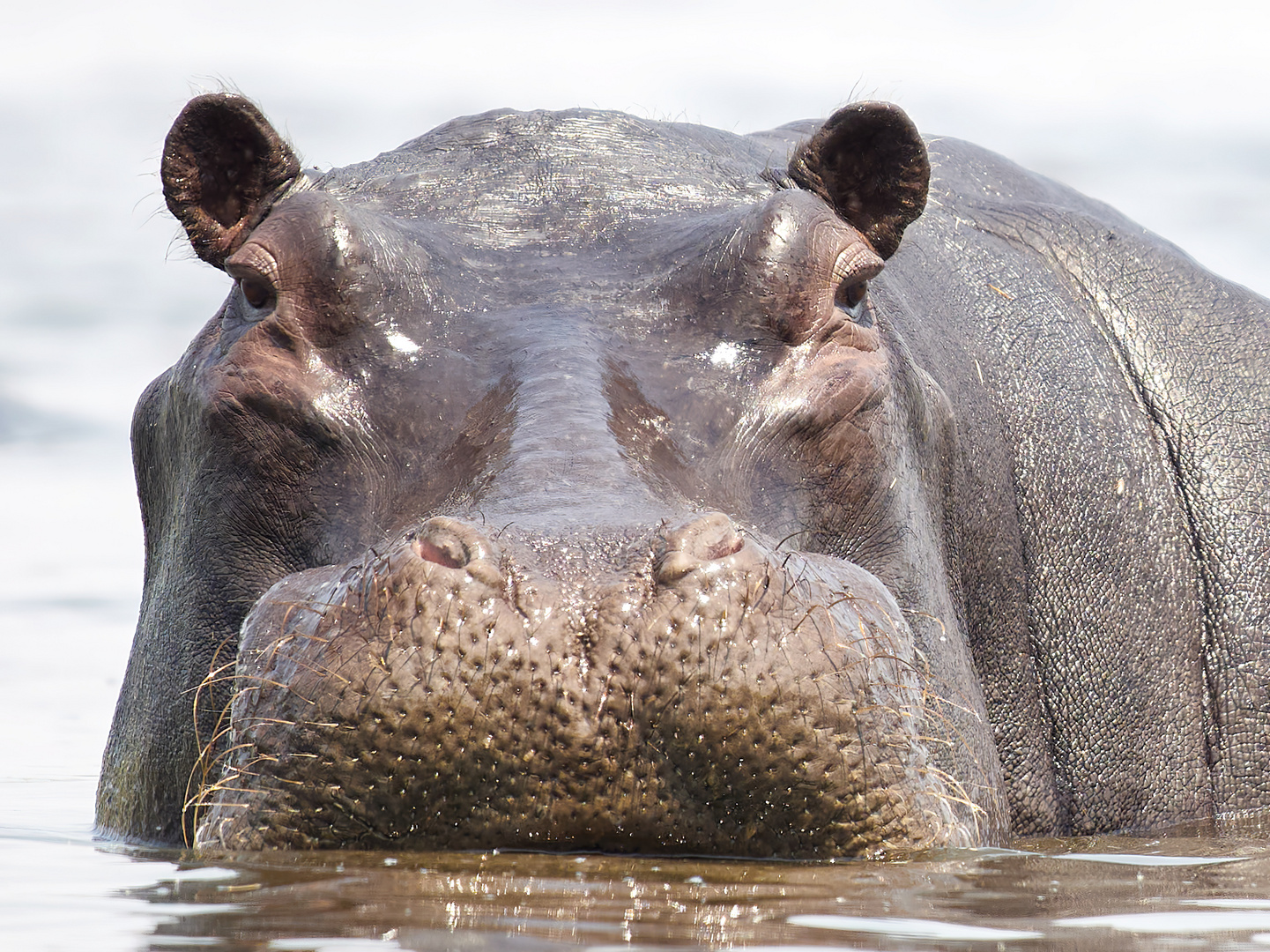 Happy Hippo